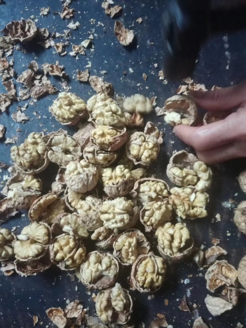 新货产地直销质量保证包退包换云南大泡核桃云南核桃