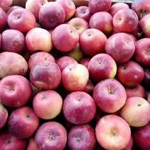 大量出售123小苹果，龙丰，鸡心果，红太平，紫太平