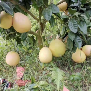 红心蜜柚