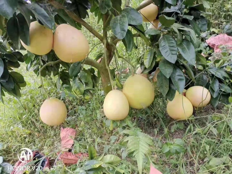 红心蜜柚