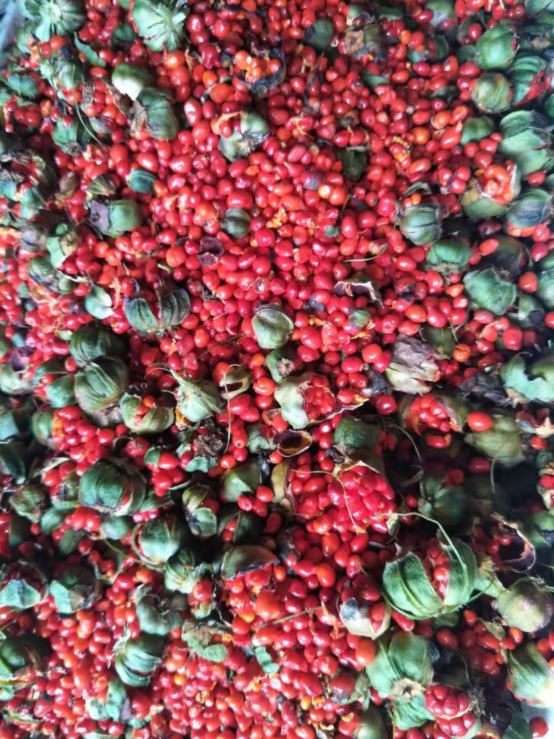 精品重楼种子，重楼籽，七叶一枝花种子，产地直销