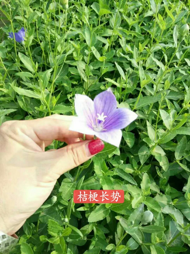 推荐提供技术，优质桔梗苗子，桔梗种苗，桔梗秧子