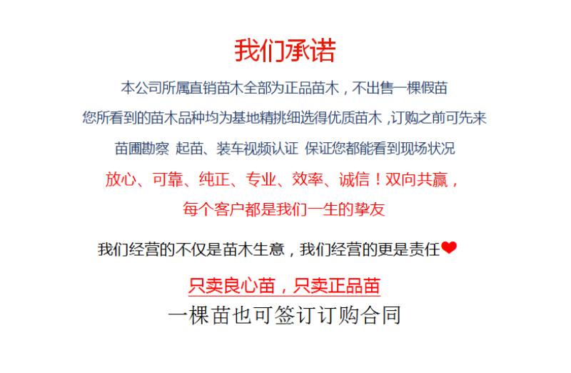 离核蟠桃新品种风味皇后风味天后油蟠桃免费指导