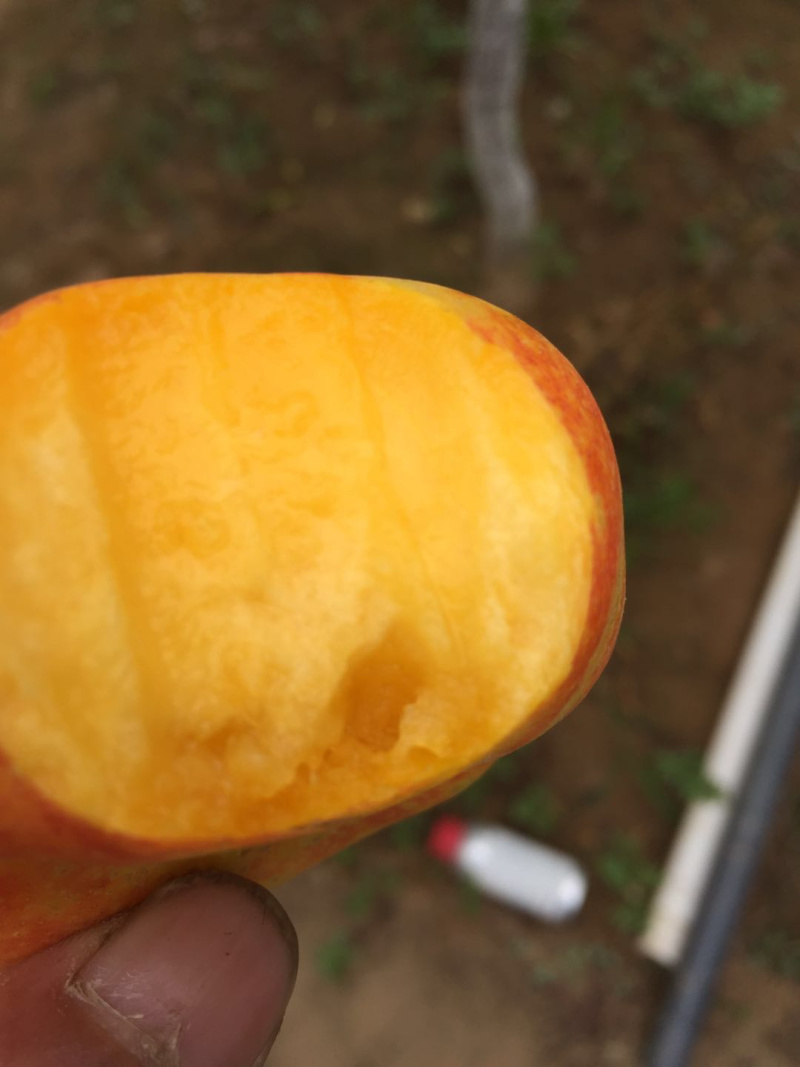 离核蟠桃新品种风味皇后风味天后油蟠桃免费指导