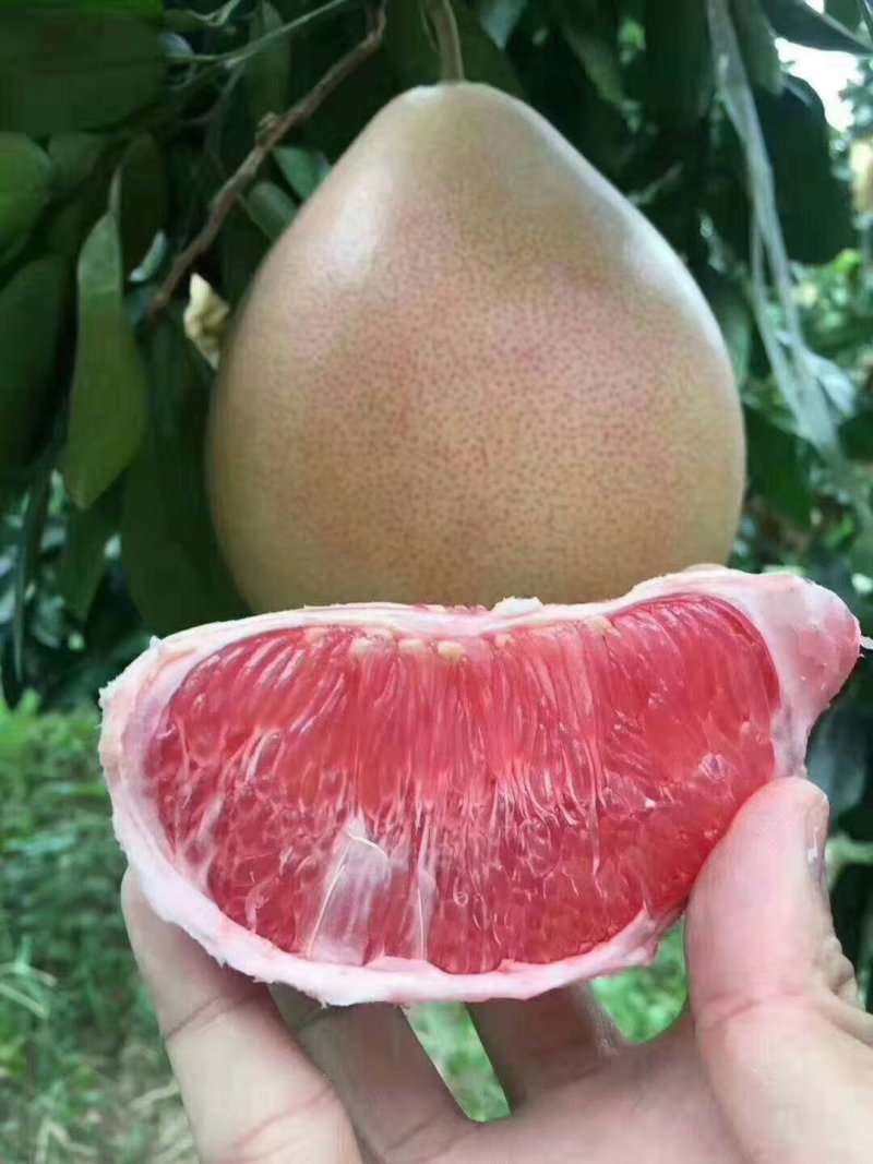 红心蜜柚【三红！】