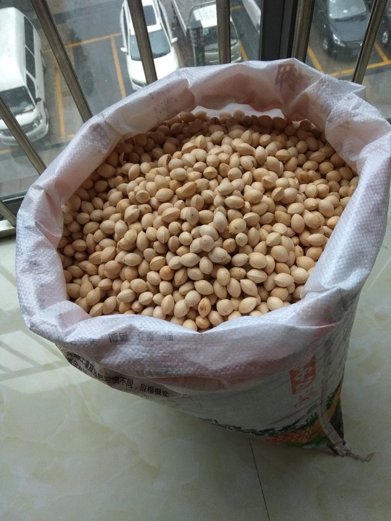 白果仁