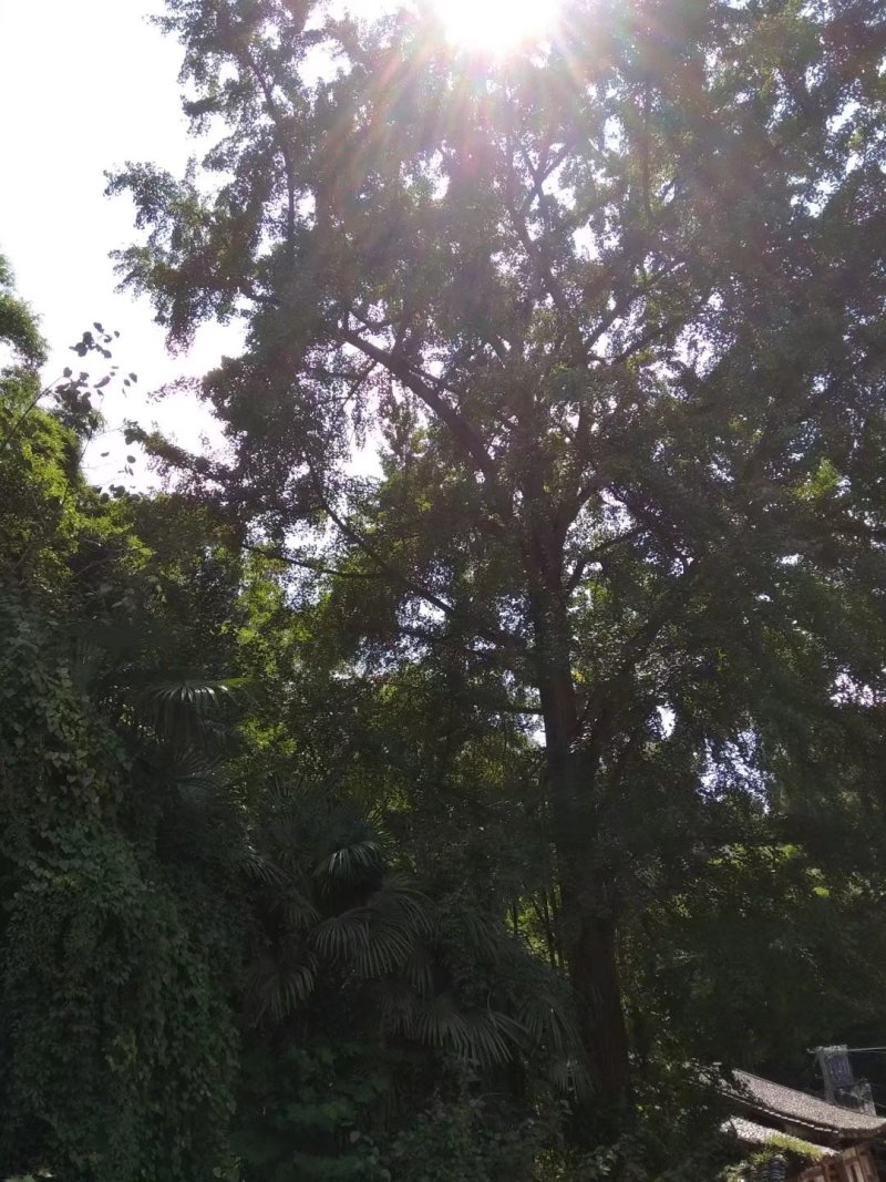 白果仁