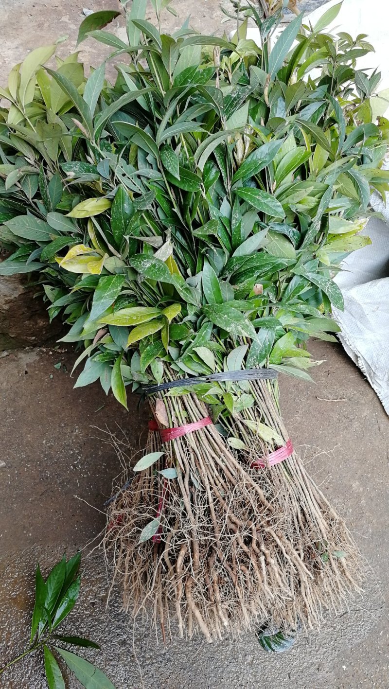 供应金丝楠木小苗，小叶桢楠苗10-100公分高，量大价优