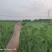 句容市白兔镇林下养殖土地