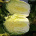 恩施黄心大白菜净菜支持线上交易