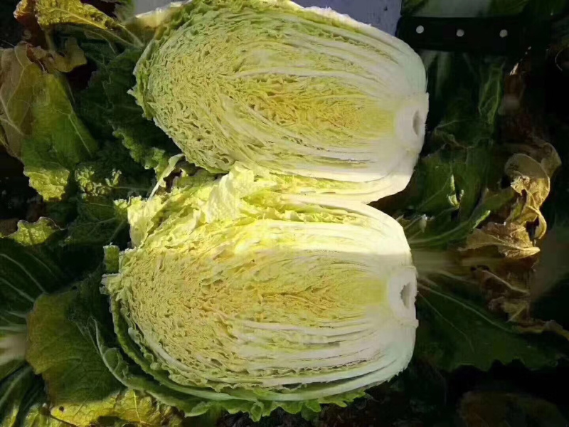 恩施黄心大白菜净菜支持线上交易