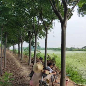 栾树