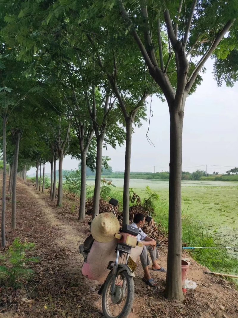 栾树