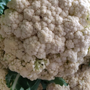 花菜青梗优质山东散花菜大量产地基地直供自家市场