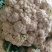 花菜青梗优质山东散花菜大量产地基地直供自家市场