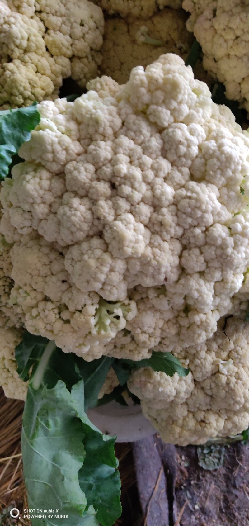 花菜青梗优质山东散花菜大量产地基地直供自家市场