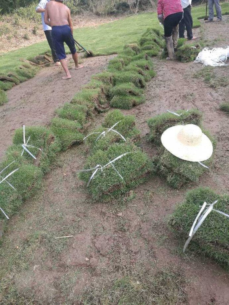 草皮