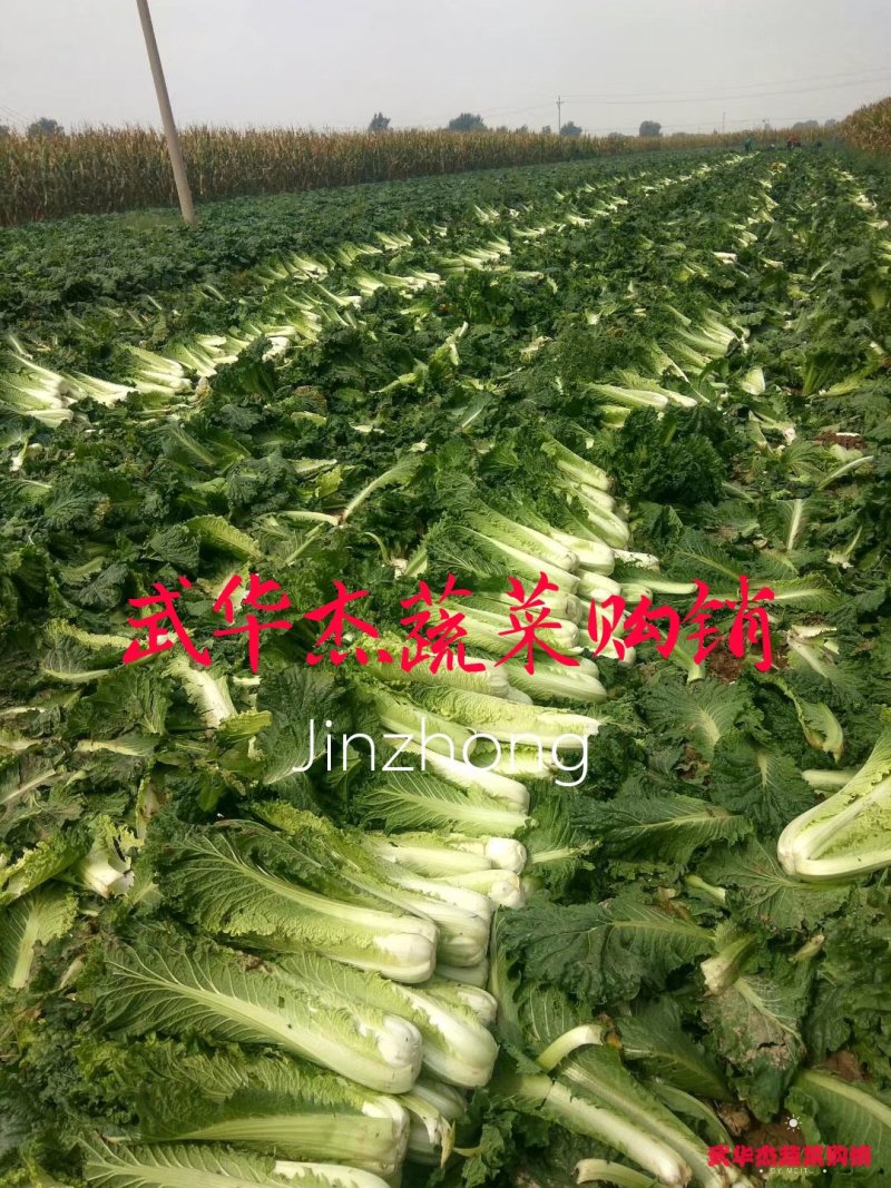 秋绿60（青麻叶）3.5斤左右货源充足，品质优良