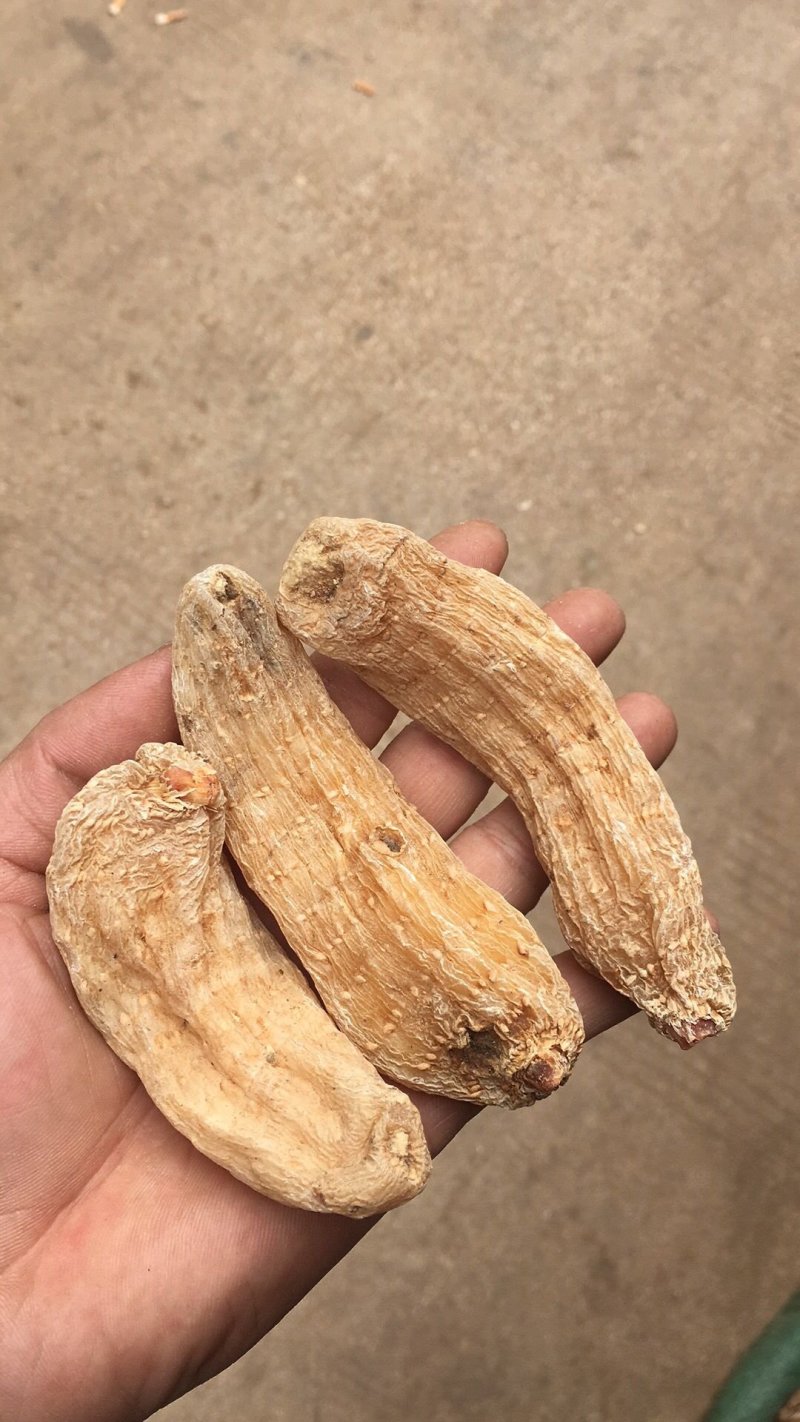 特级丽江红天麻10条8条一斤精选无琉甜天麻