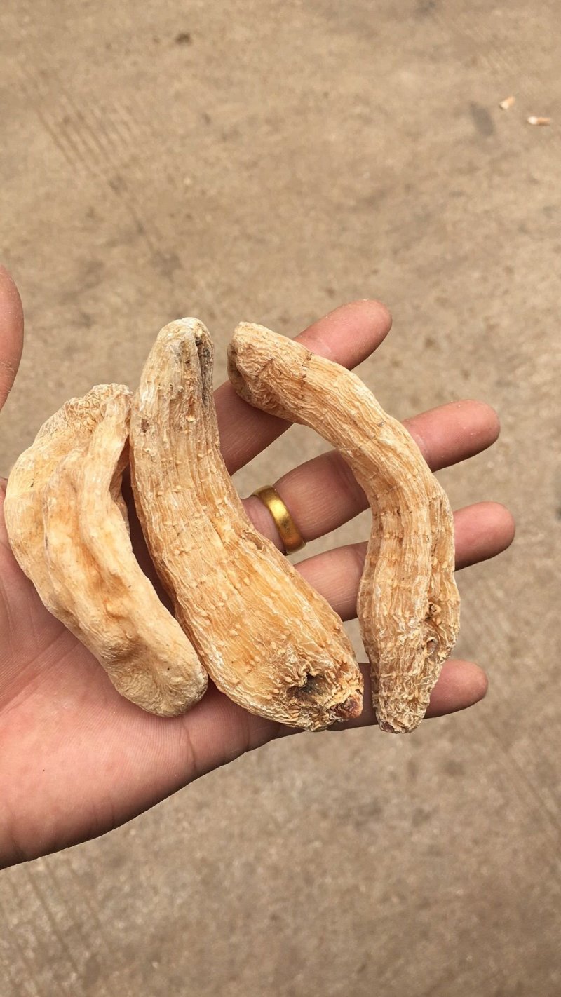 特级丽江红天麻10条8条一斤精选无琉甜天麻