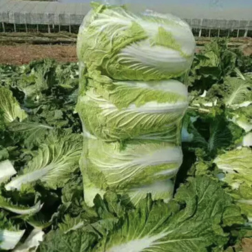 恩施黄心大白菜净菜支持线上交易