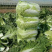 恩施黄心大白菜净菜支持线上交易