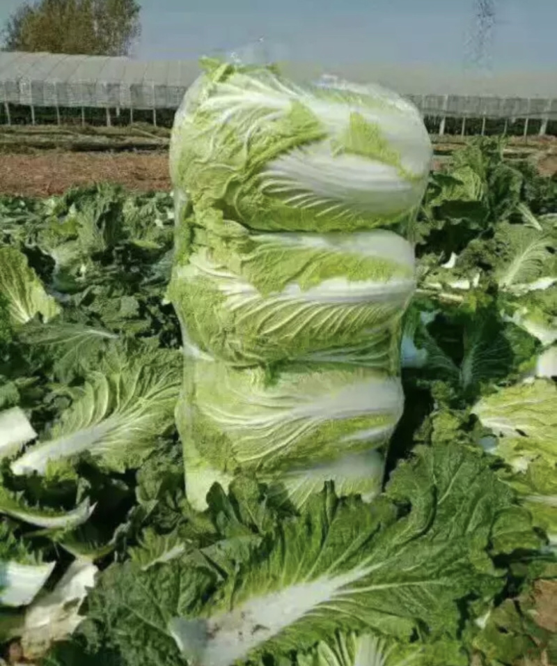 恩施黄心大白菜净菜支持线上交易