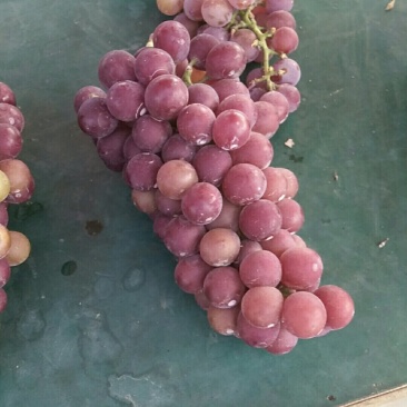 户太八号葡萄