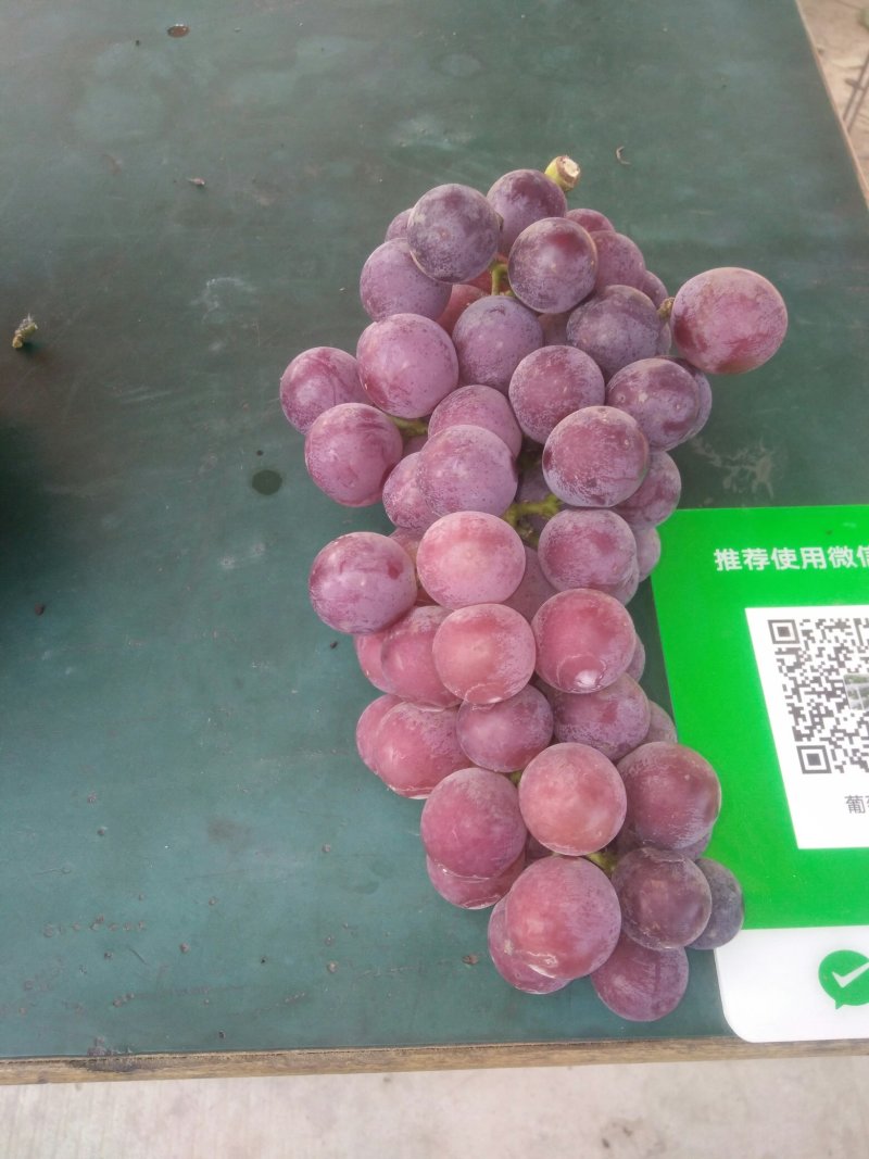 户太八号葡萄