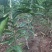 (放心苗)沃柑苗,沃柑地苗,基地现挖,品种保证,可签合同