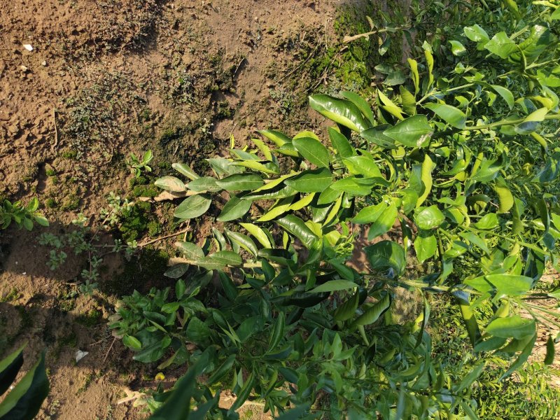 （放心苗）沃柑苗，沃柑地苗，基地现挖，品种保证，可签合同
