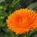 金盏菊种子庭院花卉四季易种景观绿化金盏花花海花坛开花