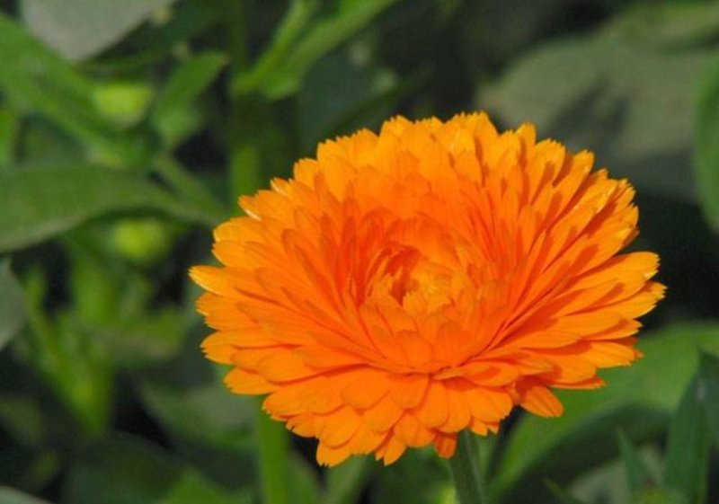 金盏菊种子庭院花卉四季易种景观绿化金盏花花海花坛开花