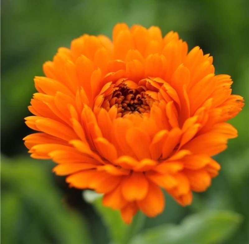 金盏菊种子庭院花卉四季易种景观绿化金盏花花海花坛开花