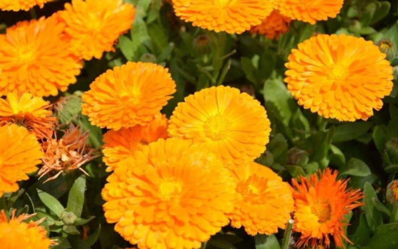 金盏菊种子庭院花卉四季易种景观绿化金盏花花海花坛开花