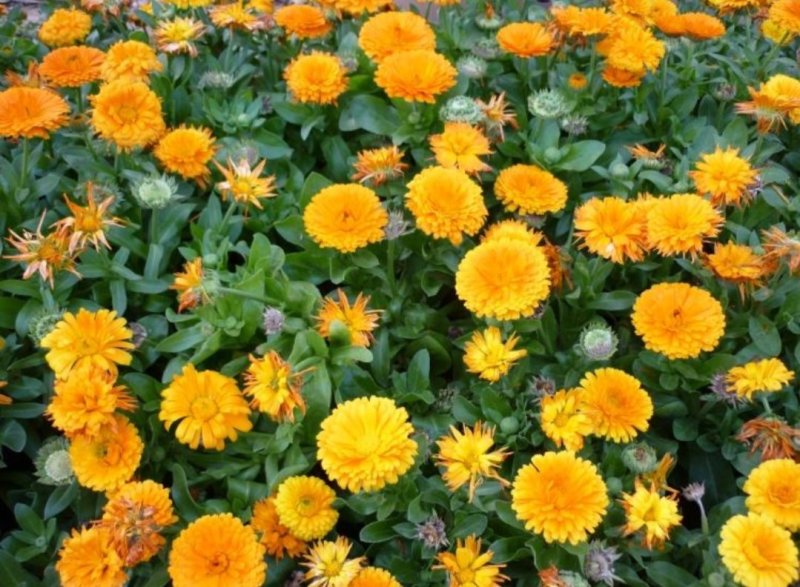 金盏菊种子庭院花卉四季易种景观绿化金盏花花海花坛开花