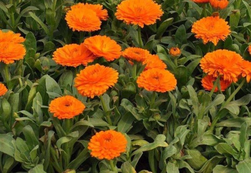 金盏菊种子庭院花卉四季易种景观绿化金盏花花海花坛开花