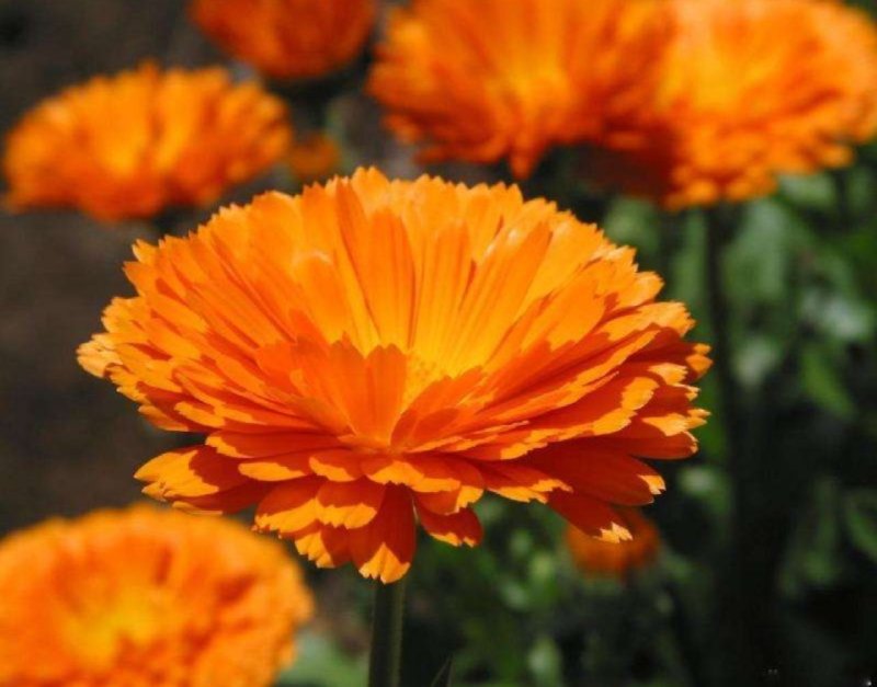 金盏菊种子庭院花卉四季易种景观绿化金盏花花海花坛开花