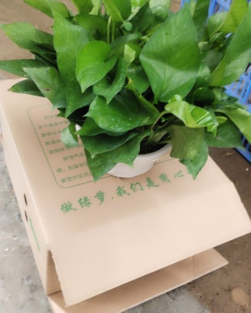 老友绿萝180cm自产自销。四盆起包邮。量大从优。
