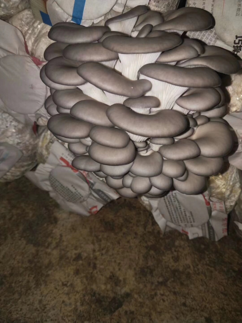 食用菌