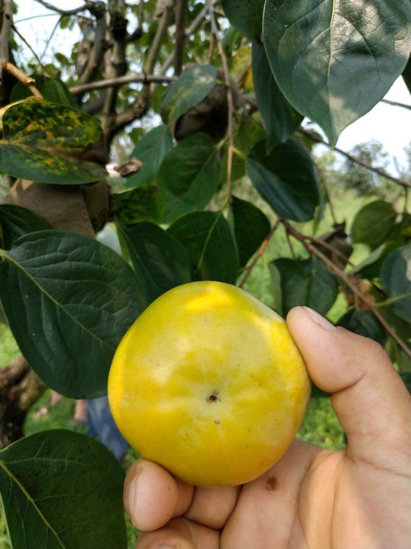 柿子苗太秋甜柿苗嫁接苗树上直接吃的甜柿基地直发