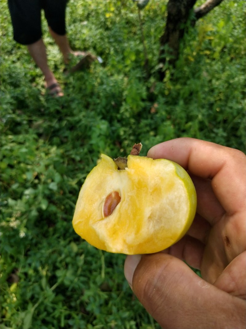 柿子苗太秋甜柿苗嫁接苗树上直接吃的甜柿基地直发