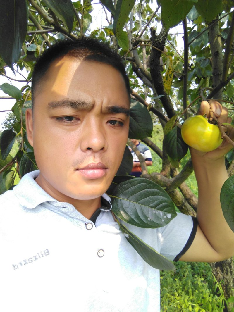 柿子苗太秋甜柿苗嫁接苗树上直接吃的甜柿基地直发