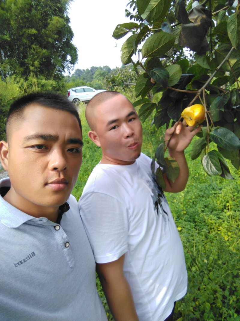 柿子苗太秋甜柿苗嫁接苗树上直接吃的甜柿基地直发