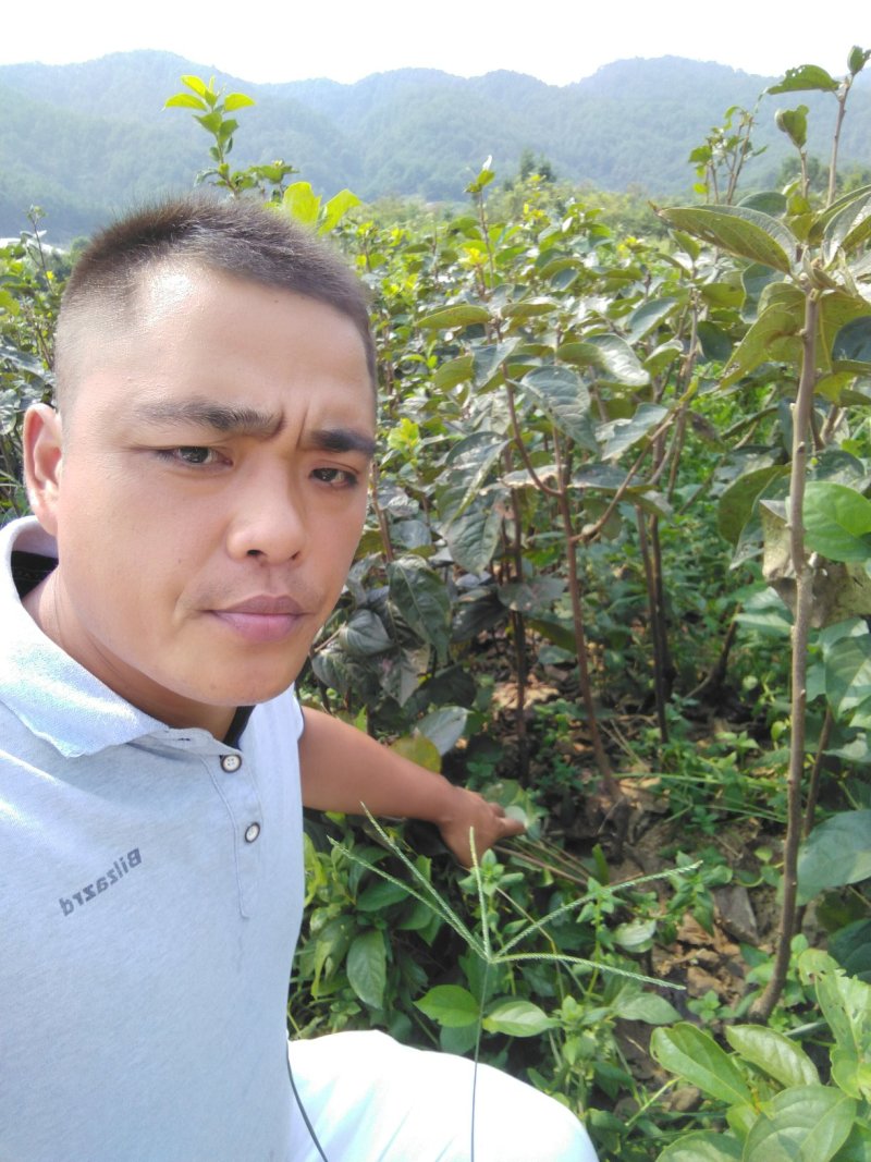 柿子苗太秋甜柿苗嫁接苗树上直接吃的甜柿基地直发