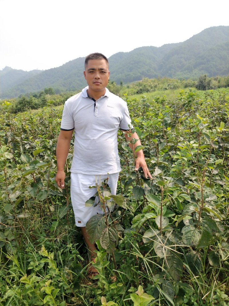 柿子苗太秋甜柿苗嫁接苗树上直接吃的甜柿基地直发