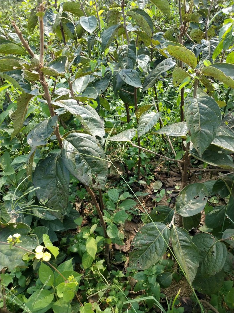 柿子苗太秋甜柿苗嫁接苗树上直接吃的甜柿基地直发