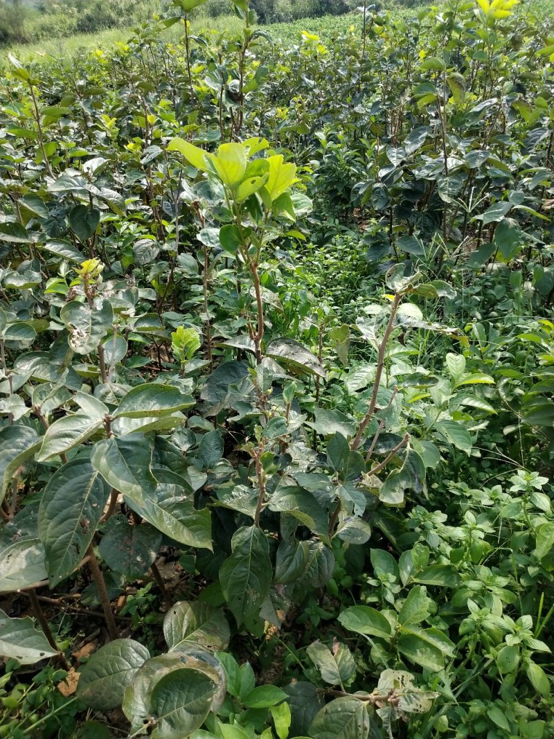 柿子苗太秋甜柿苗嫁接苗树上直接吃的甜柿基地直发