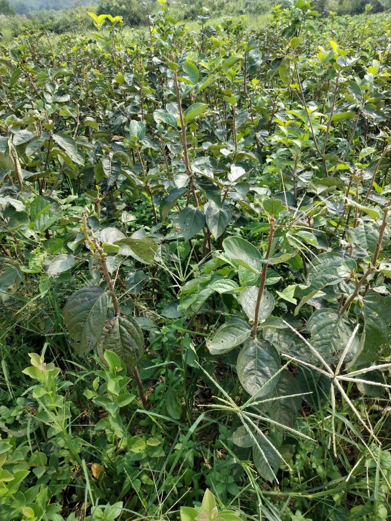 柿子苗太秋甜柿苗嫁接苗树上直接吃的甜柿基地直发