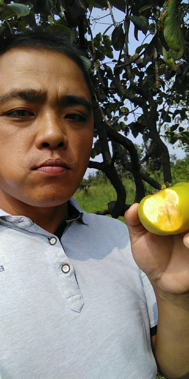 柿子苗太秋甜柿苗嫁接苗树上直接吃的甜柿基地直发
